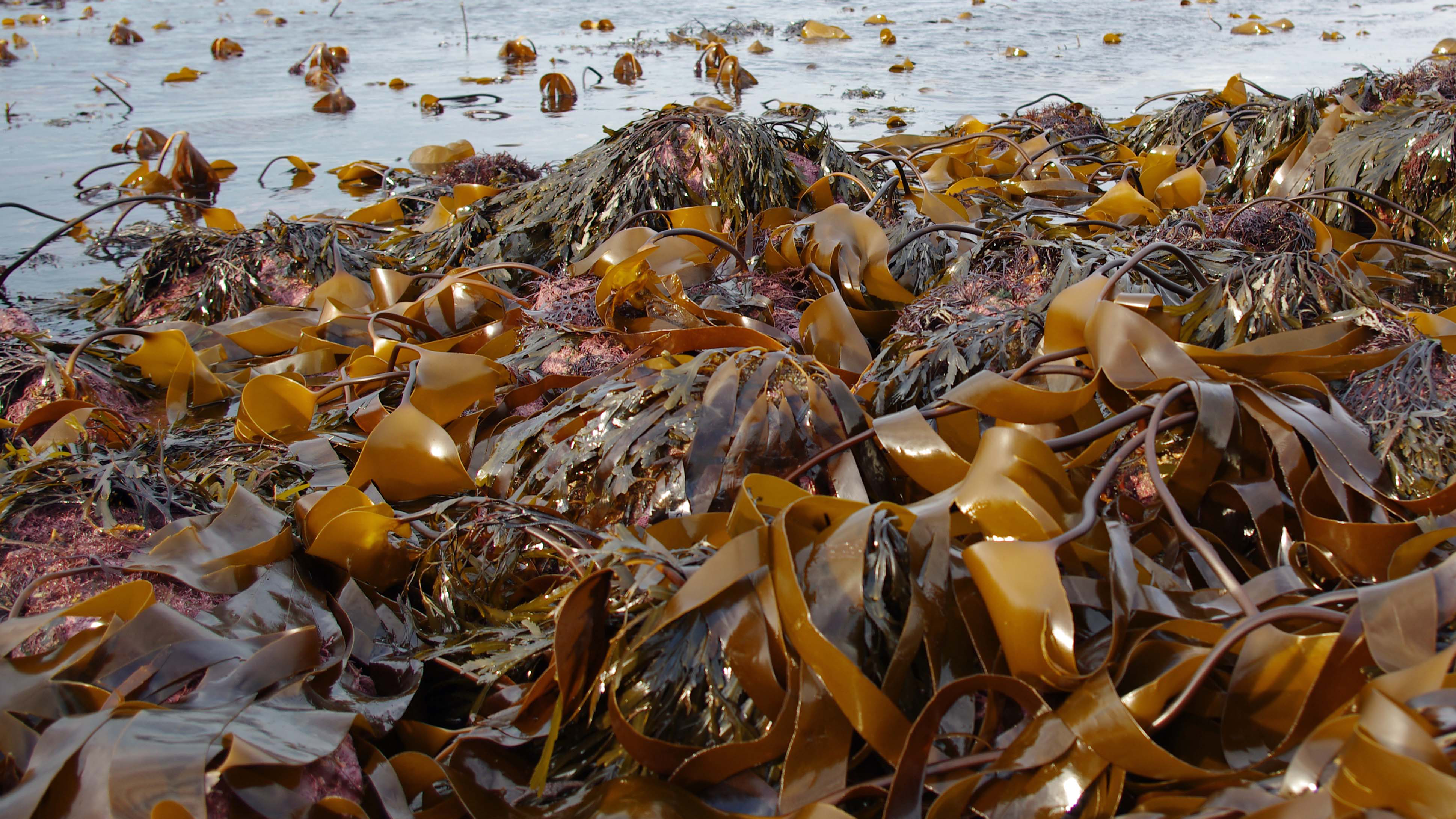 Япония заплатит России более 820 тысяч долларов за добычу морской капусты у Курил