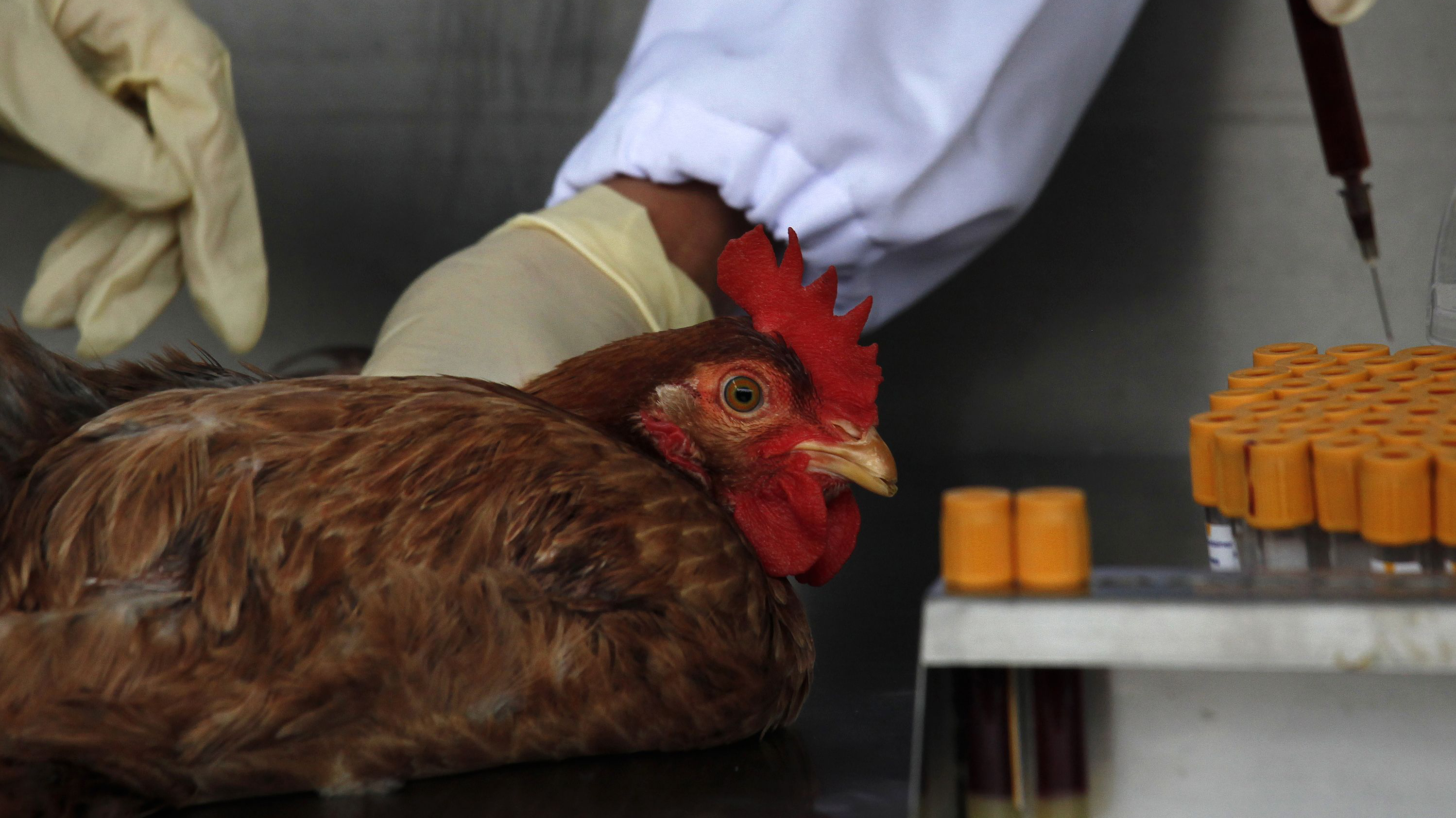 Россельхознадзор ограничил ввоз птицы из 26 регионов Чехии из-за птичьего гриппа