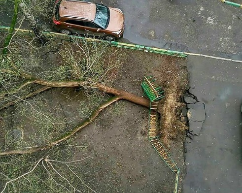 В Москве девочку насмерть придавило рухнувшим во время урагана деревом