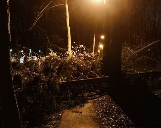 Деревни в Подмосковье по двое суток оставались без света после урагана