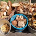 Ульяновцы рассказали, где собирают полные корзины грибов в июне