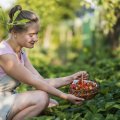 Меньше усилий, больше урожая: полезные приспособления для ульяновских садоводов
