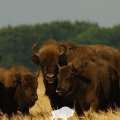 Беловежских зубров пропишут в Ульяновской области
