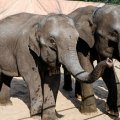 Лётчики из Ульяновска перевезли двух слонят в Казань
