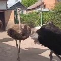 Ручные великаны: димитровградец вырастил африканских страусов