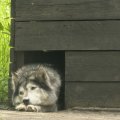 «Мы не выкарабкаемся»: хозяева 60 хаски разбились на машине и остались без помощи