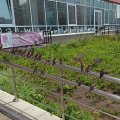 Воробьи покидают Ульяновск: посчитали, прослезились