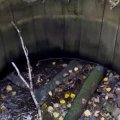 Таинственные колодцы со змеями нашли в лесу Ульяновской области