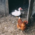 Куриный переполох в Ульяновской области
