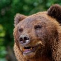 Опасное соседство: как Ульяновская область справляется с нашествием хищников