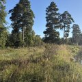 Ульяновские леса возрастом в тысячи лет охраняют школьники и дроны