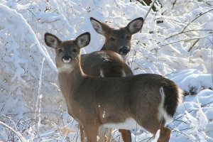 Косуля в ульяновской области фото