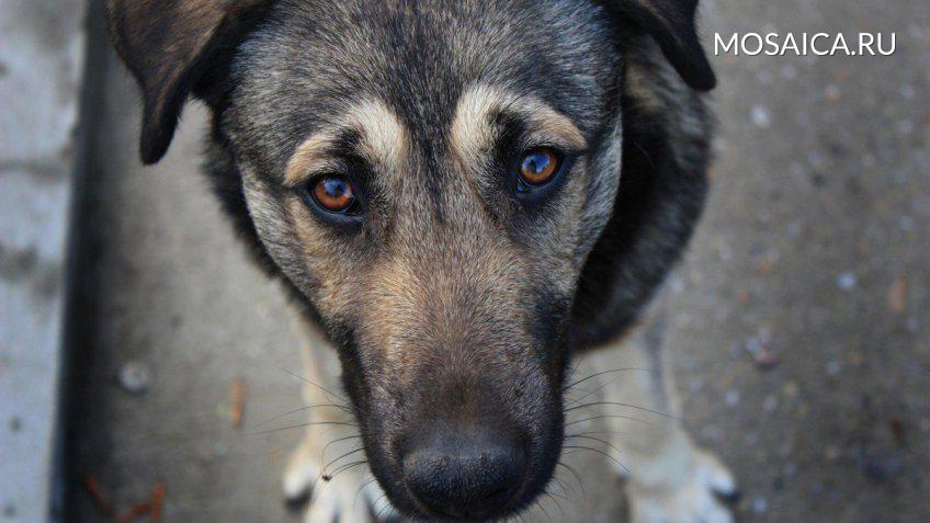 Пятнадцать минут агонии. В Ульяновске собак убивали запрещённым  препаратором на детской площадке | Главные новости Ульяновска
