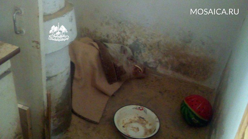 Типичный Димитровград