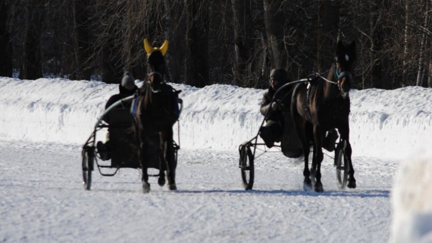 Лиза Космынина/Ульяновский ипподром