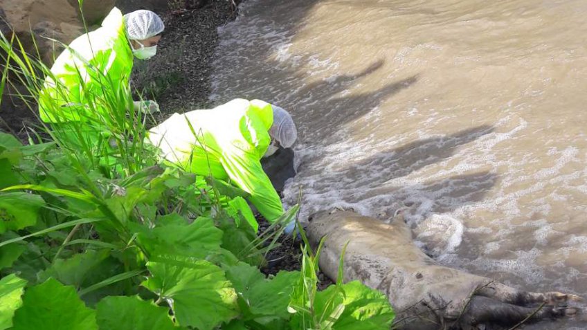 Агентство ветеринарии Ульяновской области