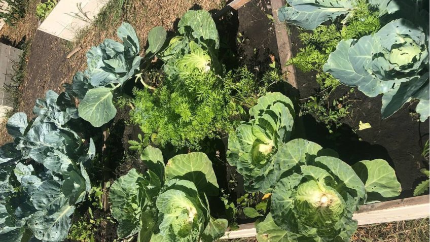 Симбирский шугожор