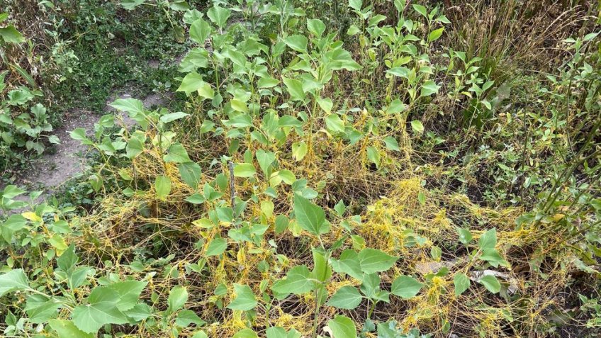 Россельхознадзор