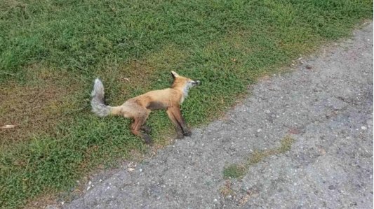 ОГБУ «Симбирский референтный центр ветеринарии и безопасности продовольствия»