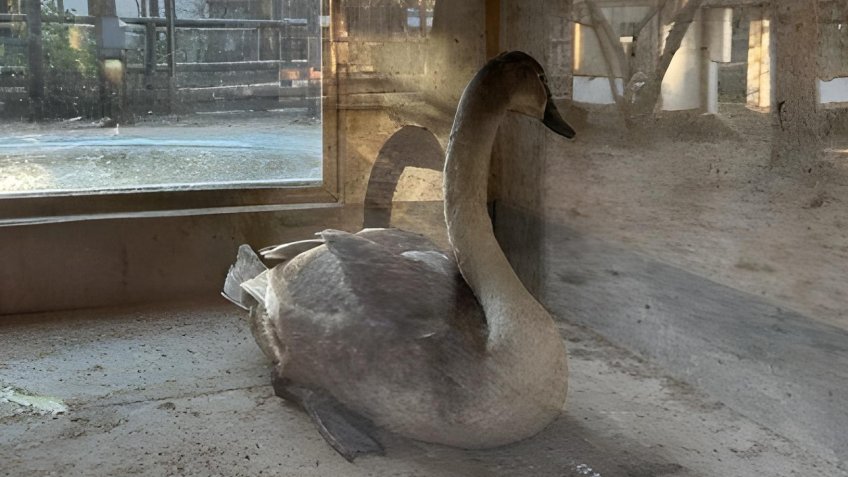 Фото: Ульяновский зоопарк