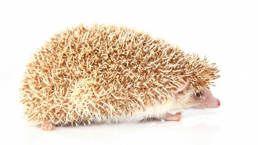 Фото: freepik.com