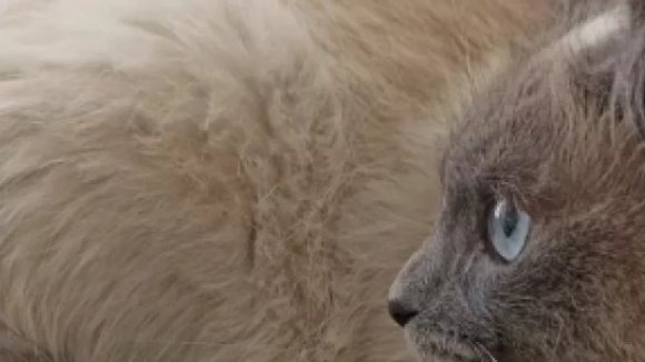 Фото: Симбирский референтный центр ветеринарии и безопасности продовольствия