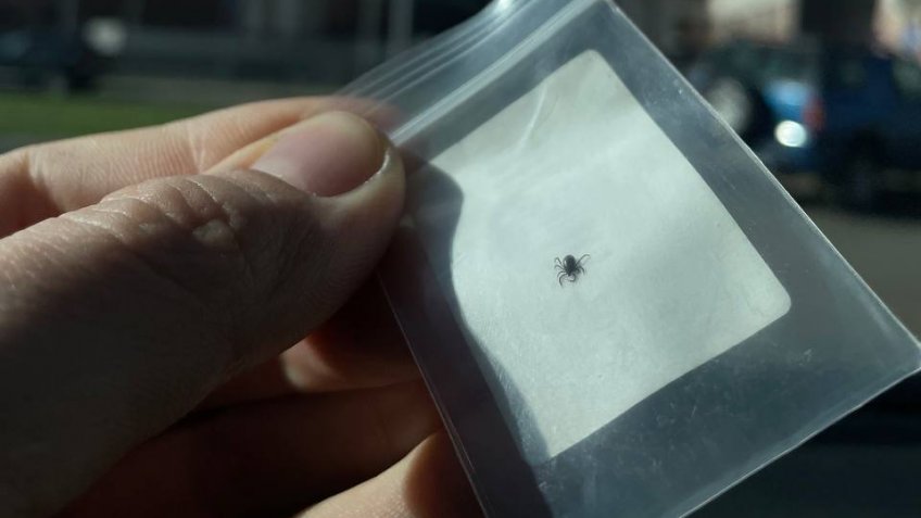 Фото: mosaica.ru