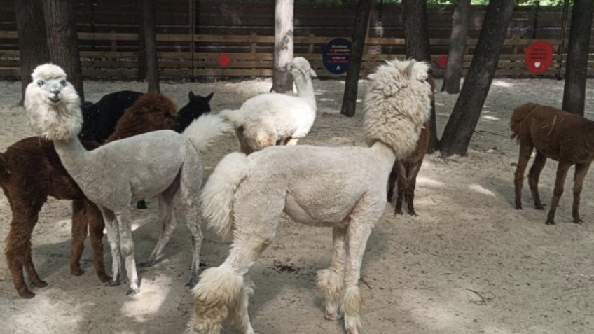 Россельхознадзор