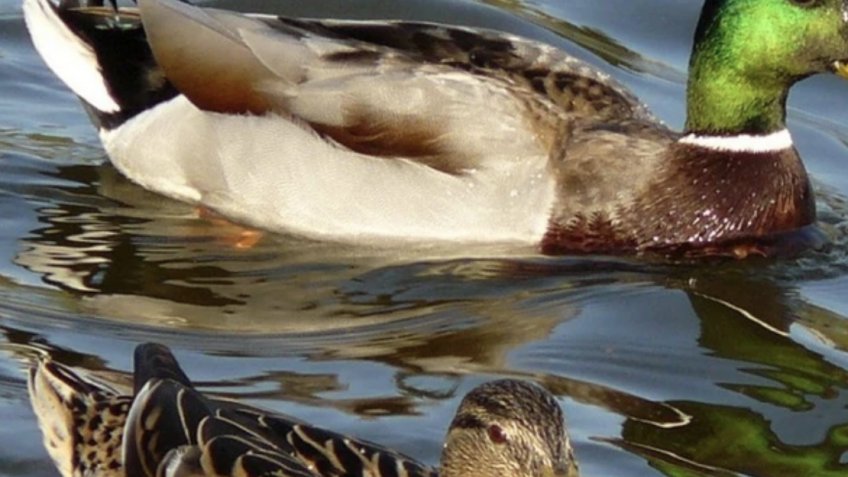 Агентство ветеринарии УО 