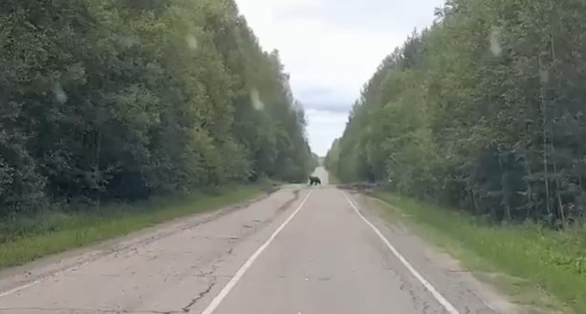 Фото: Треш Ульяновск