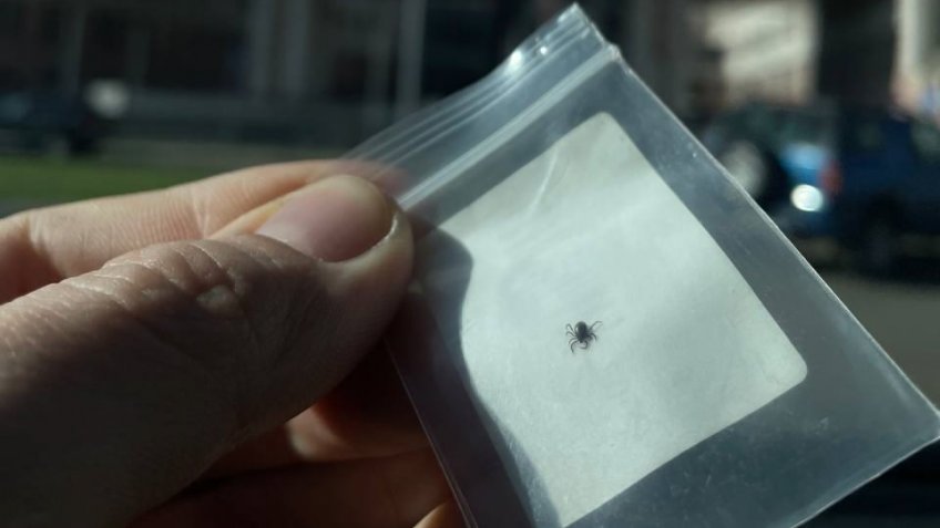 Фото: mosaica.ru