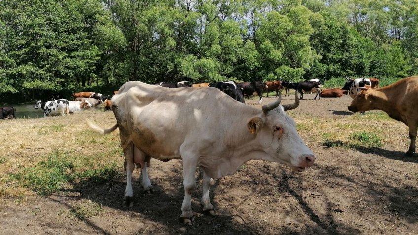 Фото: mosaica.ru