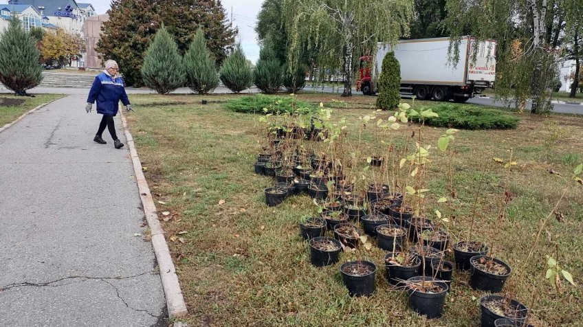 Фото: Городской центр по благоустройству и озеленению