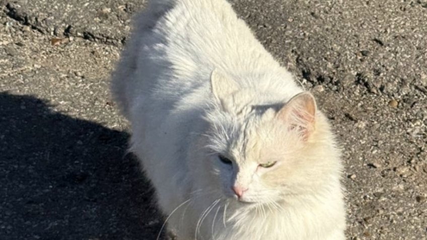 телеграм-канал ЦУМ Ульяновск