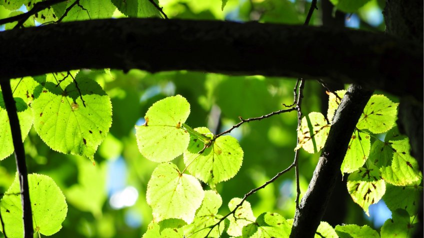 Фото: mosaica.ru