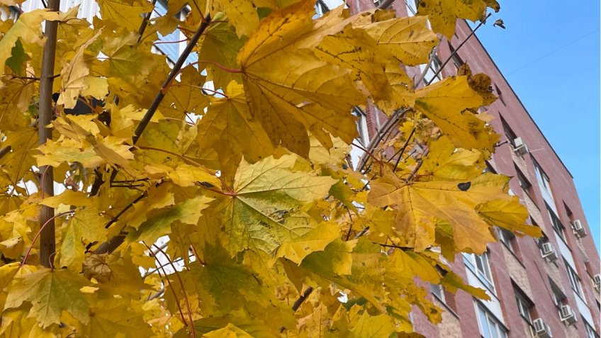 Фото: mosaica.ru