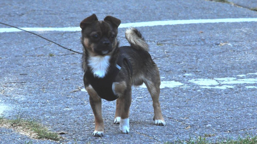 Фото: mosaica.ru