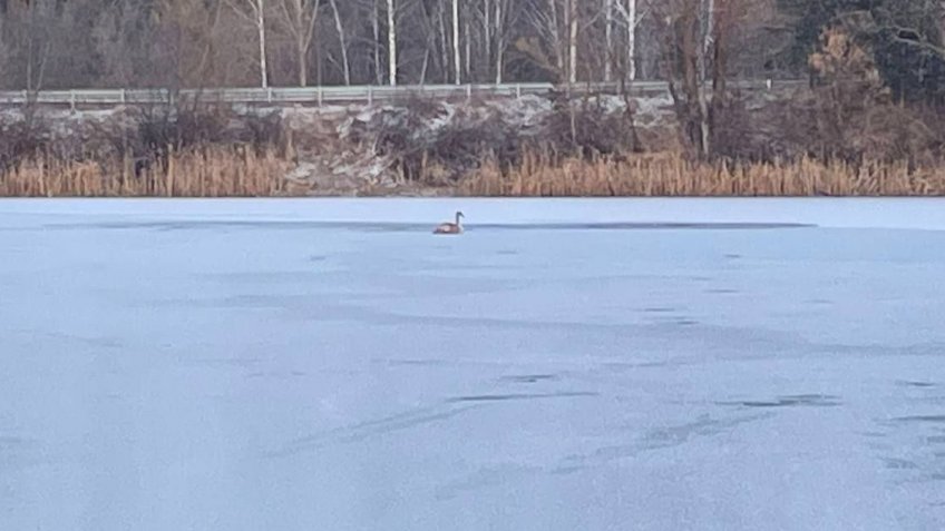 страница ВК Типичный Димитровград