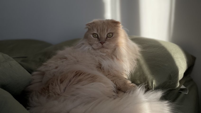 Фото: mosaica.ru