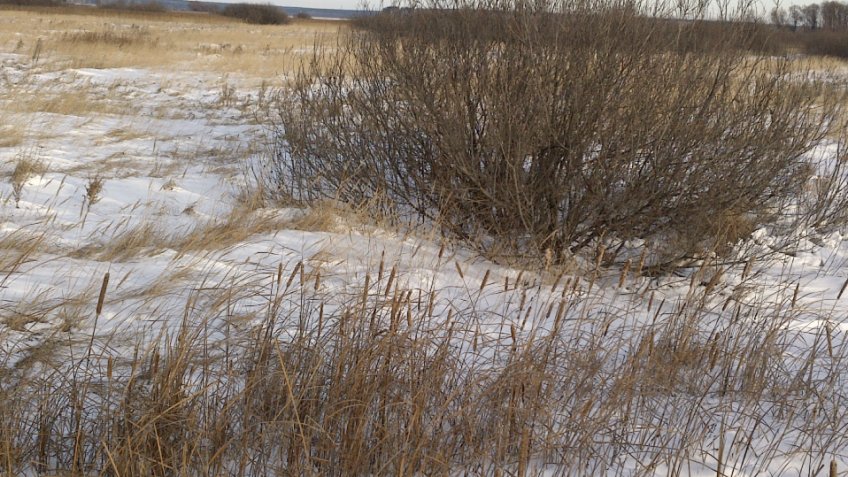 Россельхознадзор