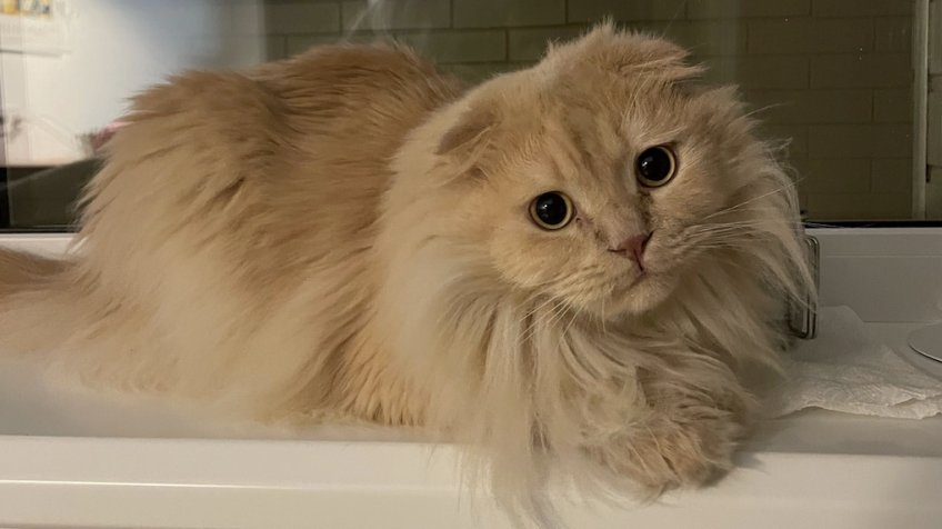 Фото: mosaica.ru