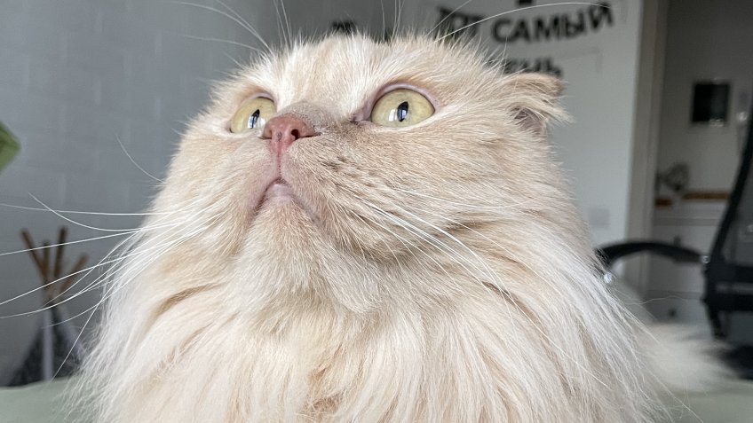 Фото: mosaica.ru