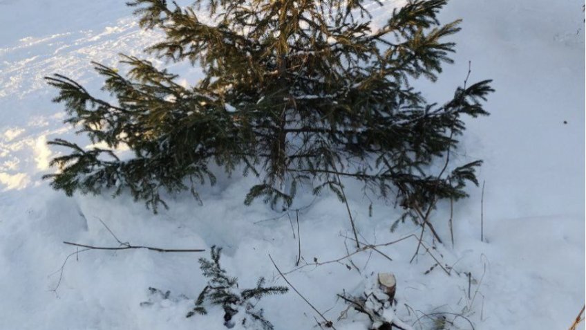 телеграм-канал Майиса Дадашова