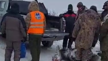 фото ТГ Волкодав 73