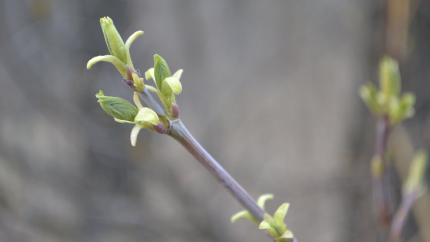 Фото: mosaica.ru