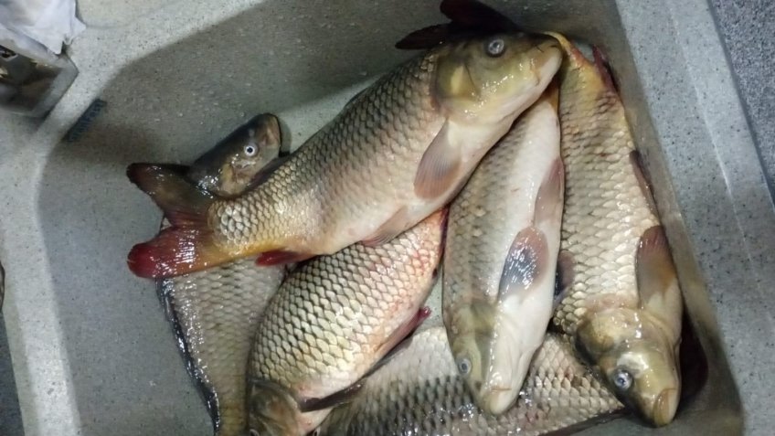 Фото: Mosaica.ru