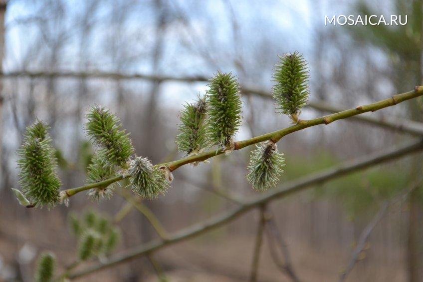 Фото: mosaica.ru