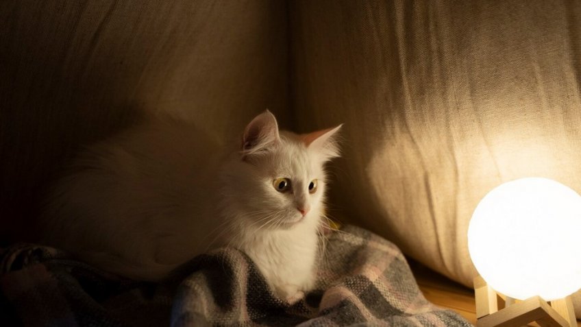 Фото: freepik.com