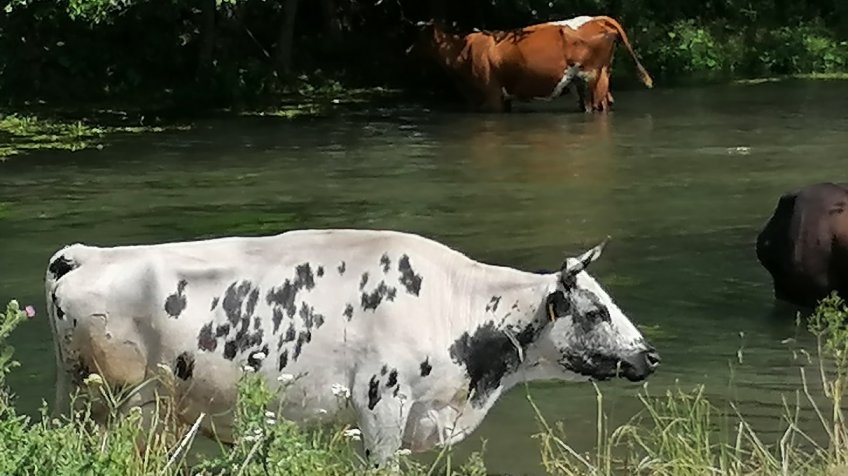 Фото: mosaica.ru