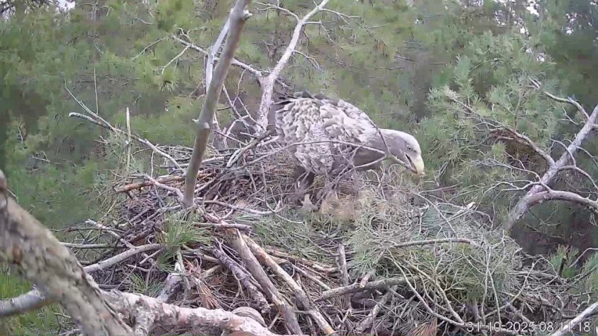 Фото: Президентский фонд природы